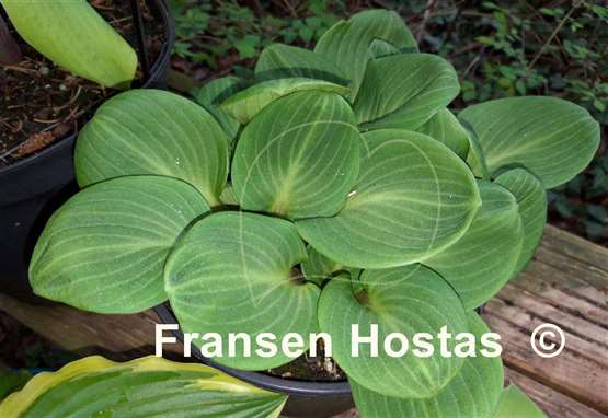 Hosta You're So Vein